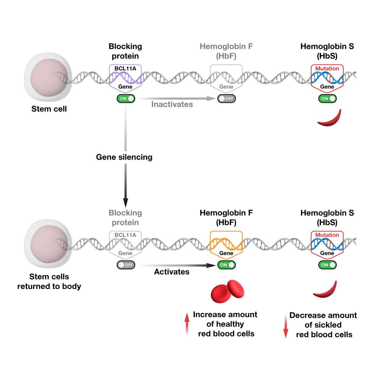 Understanding Gene Therapy Approaches - SCRED